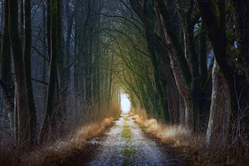 Forest Fairytales